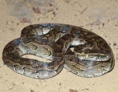 african rock python