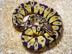 ball python