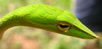 vine snake