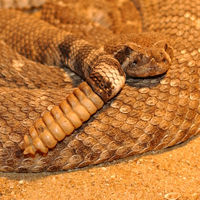 Modified tail scales form a rattle on a Western Diamondback Rattlesnake Crotalus atrox.