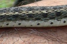 Keeled scales of Buff-striped keelback Amphiesma stolata, a Colubrid.