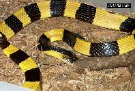 Banded Krait