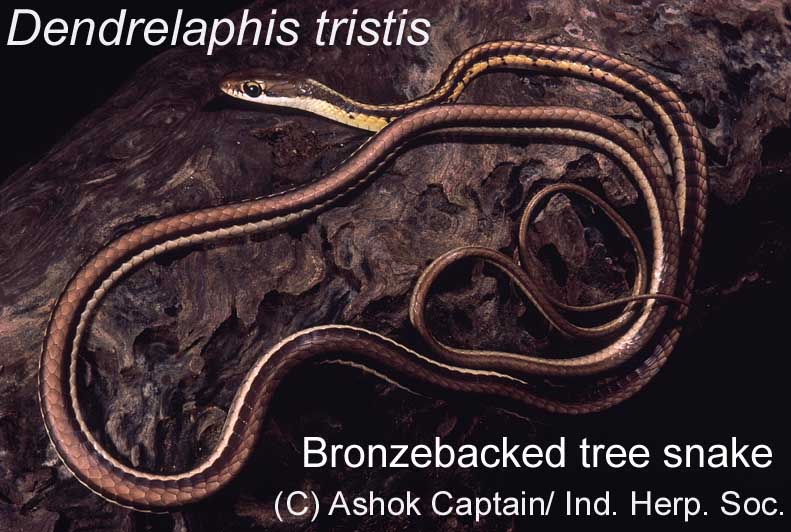 bronzebacked tree snake