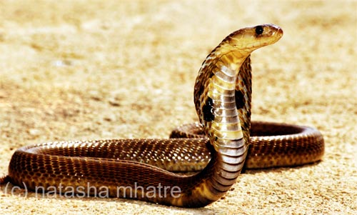 Common Cobra