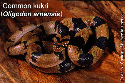 common kukri
