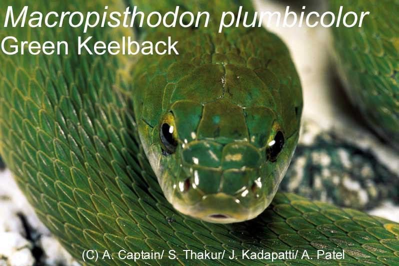 green keelback