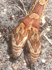 Two Head Python