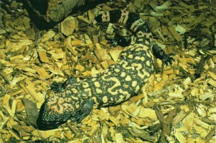 gila monster