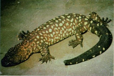 mexican beaded lizard