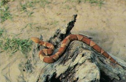 American copperhead