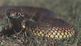 austrailian copperhead