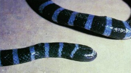 banded sea snake