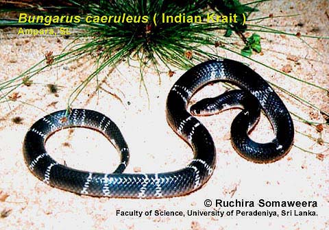 Indian Krait - Bungarus caeruleus