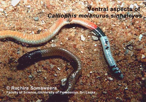 Coral Snake - Calliophis melanurus