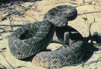 Western%20diamondback%20rattlesnake