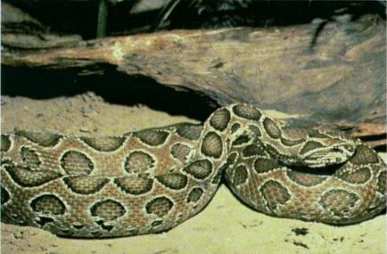 Russell's Viper