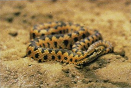 common adder