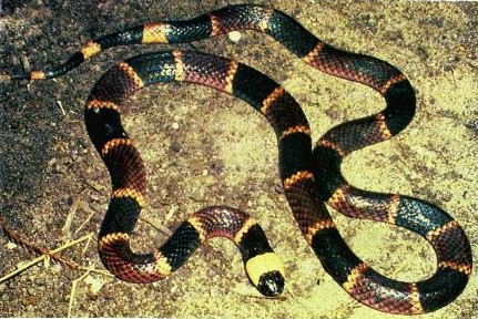 coral snake