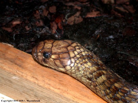 egyptian cobra