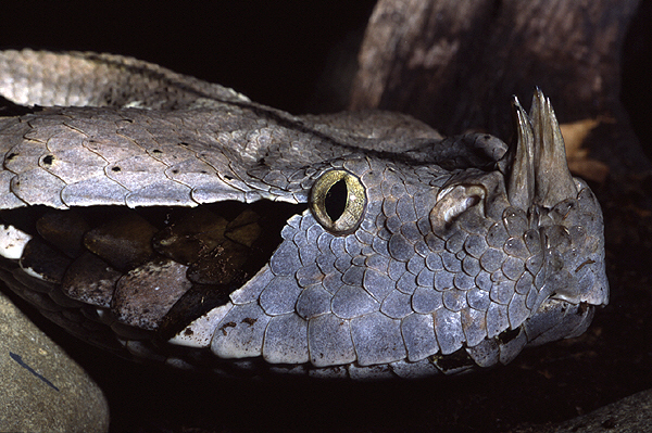 gaboon viper