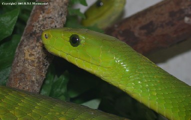 green mamba 01