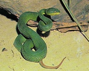 Green pit viper