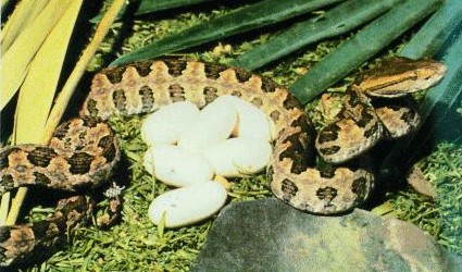 habu pit viper