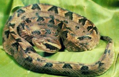 malayan pit viper