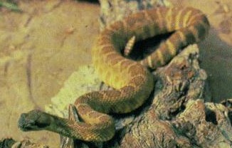 mojave rattlesnake