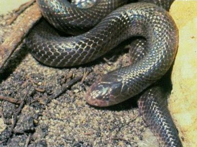 mole viper or burrowing vipe