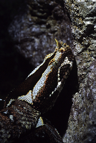 Rhinoceros viper