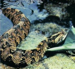 rhinoceros viper or river jack