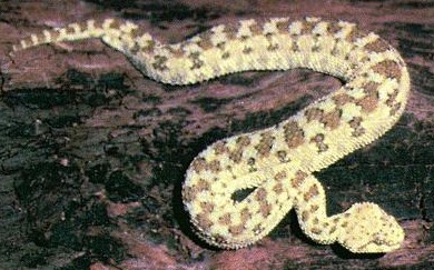 sand viper