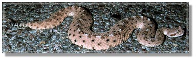 Sidewinder