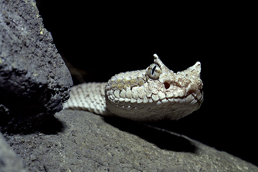 Sidewinder rattlesnake